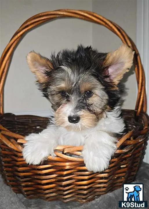 Biewer Terrier puppy for sale